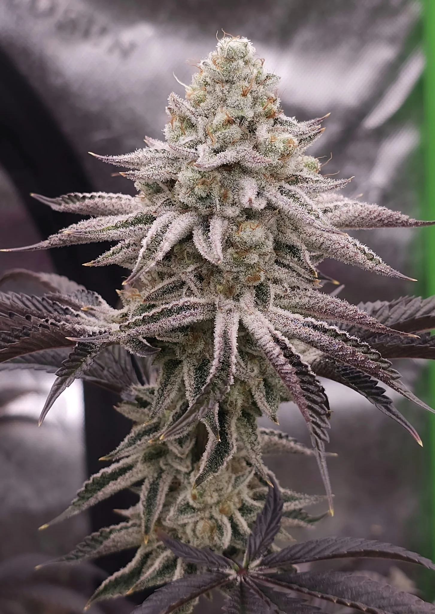 Platinum Zushi (Inhouse) - 3 Pack