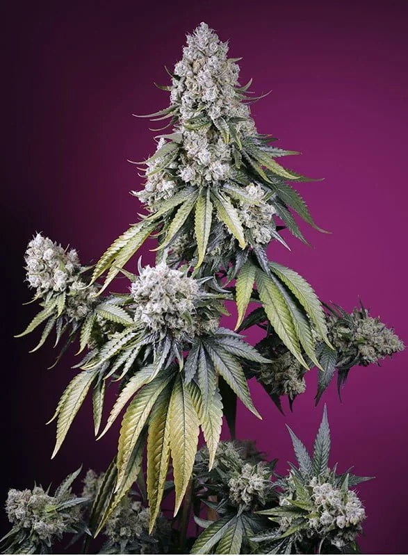 Jealousy Z XL Auto (Sweet) - 4 Pack