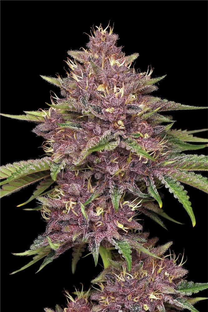 Purpz (Humboldt) - 5 Pack