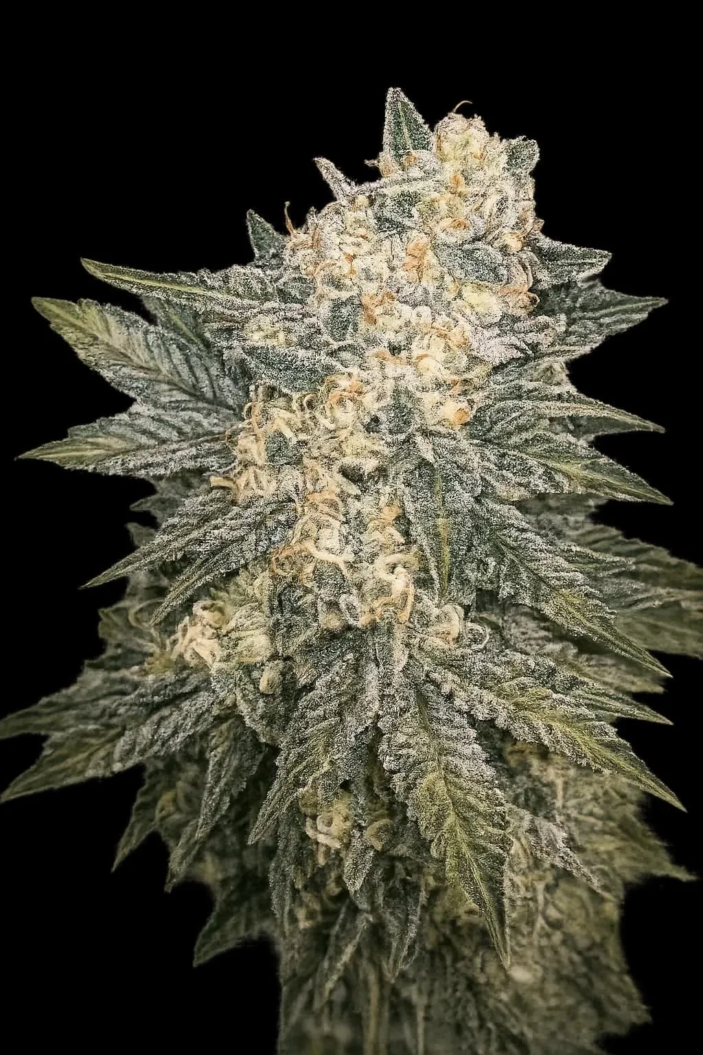 Mint Milano (Cali Connection) - 6 Pack