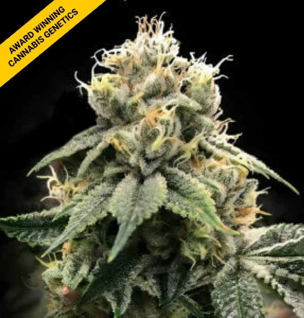 Chocolate Truffle Shuffle (DNA) - 5 Pack