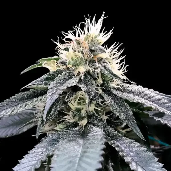 Green Crack (DNA) - 5 Pack
