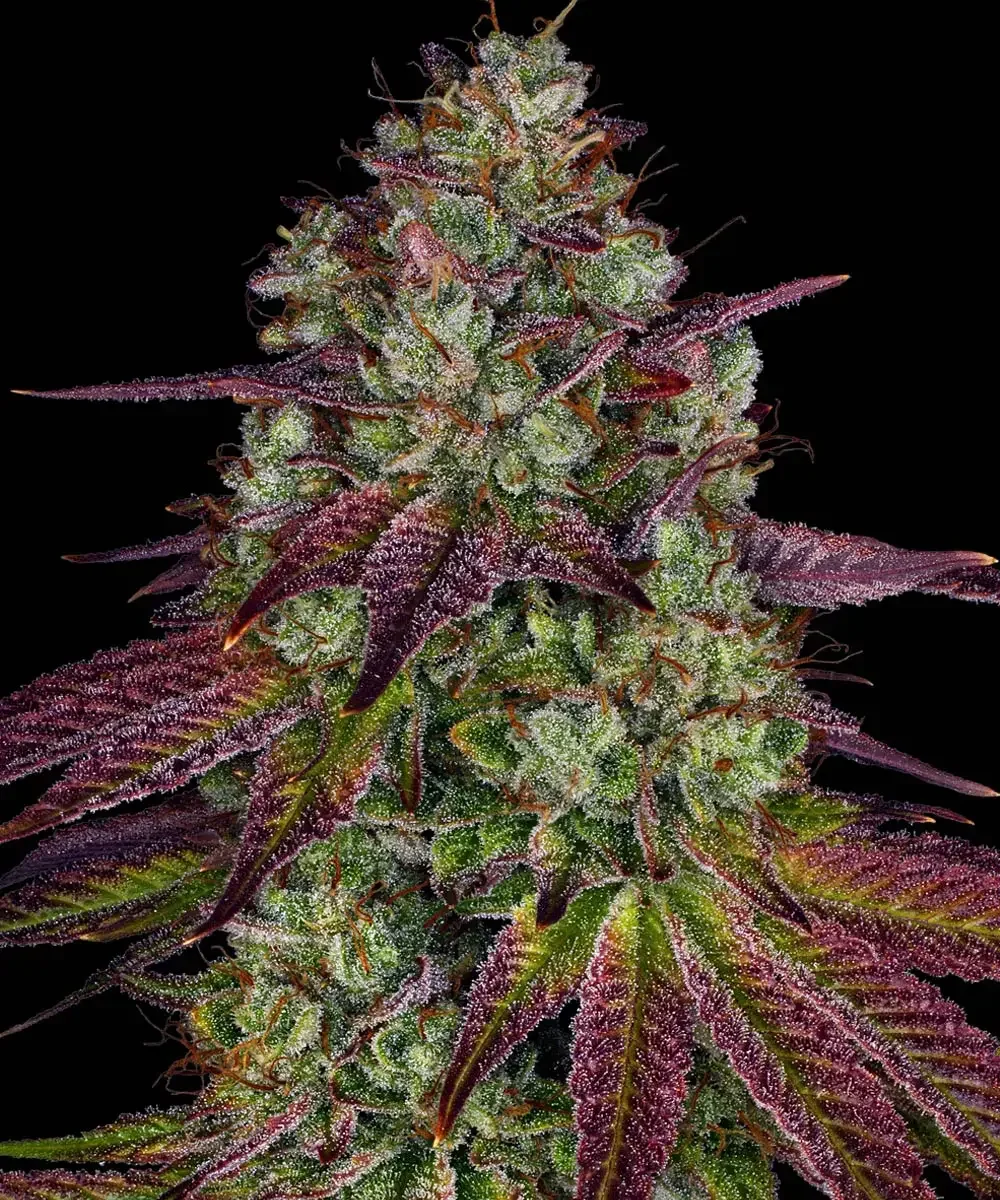 Mimosa EVO (Barneys Farm) - 3 Pack