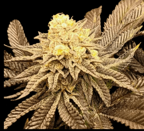 Black Oreoz - 6 Pack