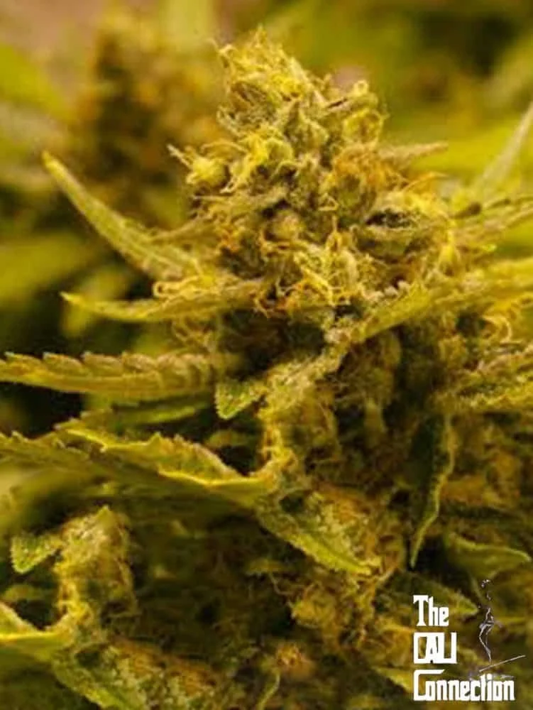 Chem 4 OG (Cali Connection) - 6 Pack