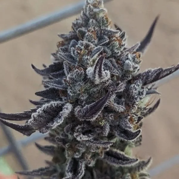 Ice Krispy (Str8Gas) - 5 Pack