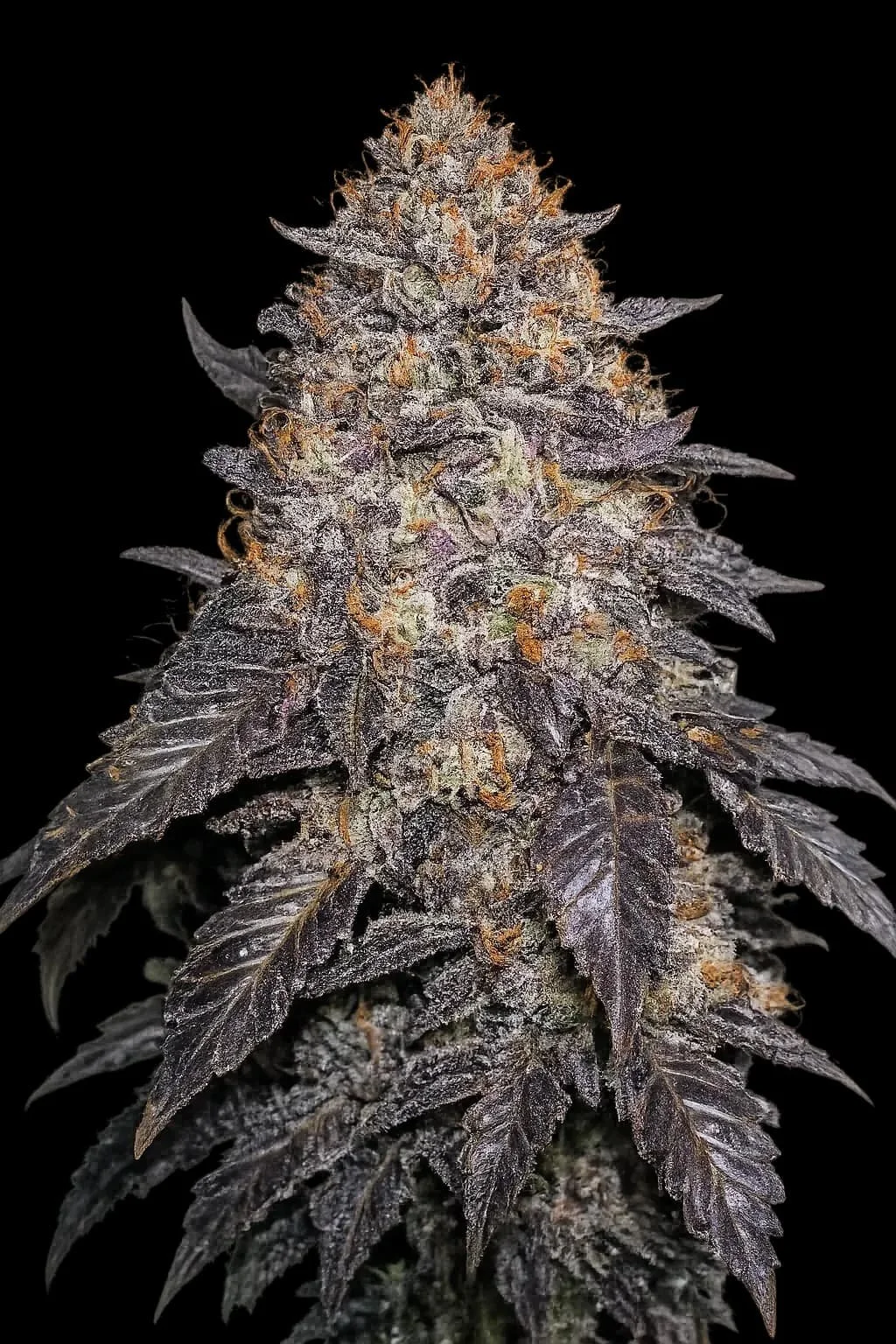 Blackwater (Cali Connection) - 6 Pack