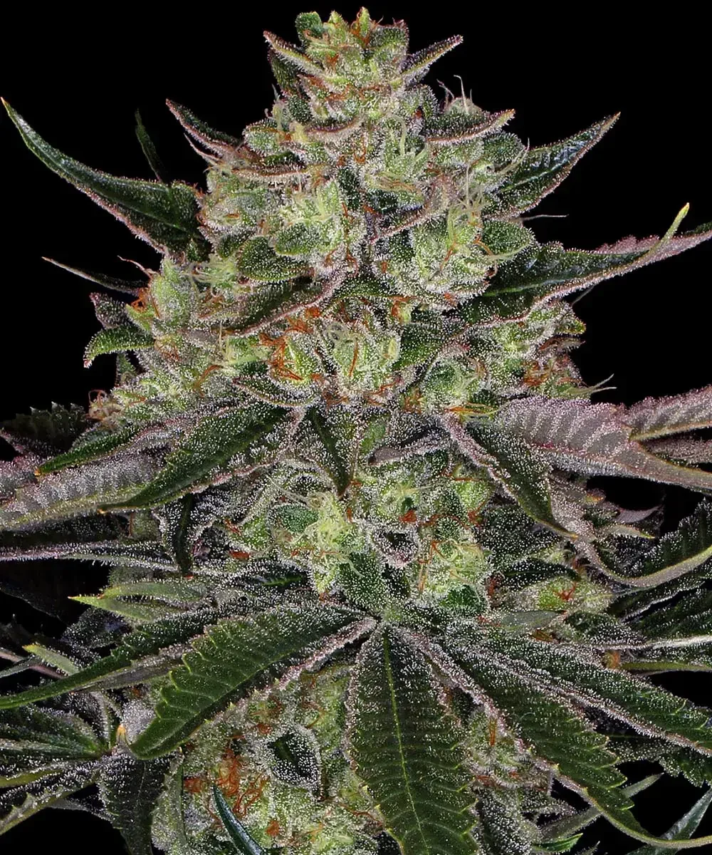 Gorilla Zkittles (Barneys Farm) - 3 Pack