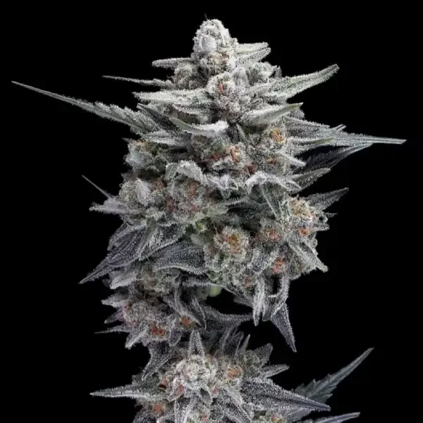 HG23 Auto (DNA) - 5 Pack