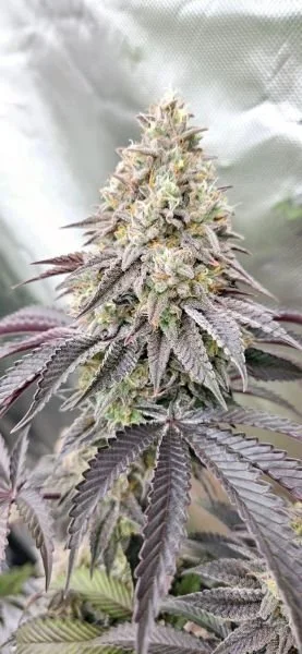 Super Bling (Str8Gas) - 5 Pack