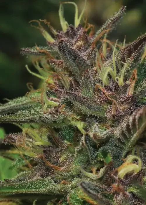 Blueberry Muffin - 5 Pack