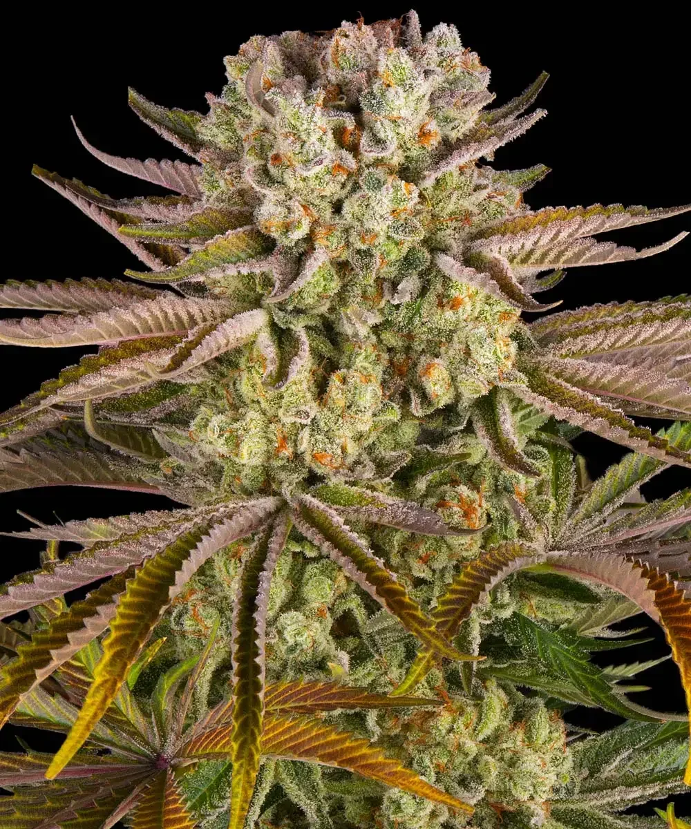 Pineapple Express (Barneys Farm) - 3 Pack
