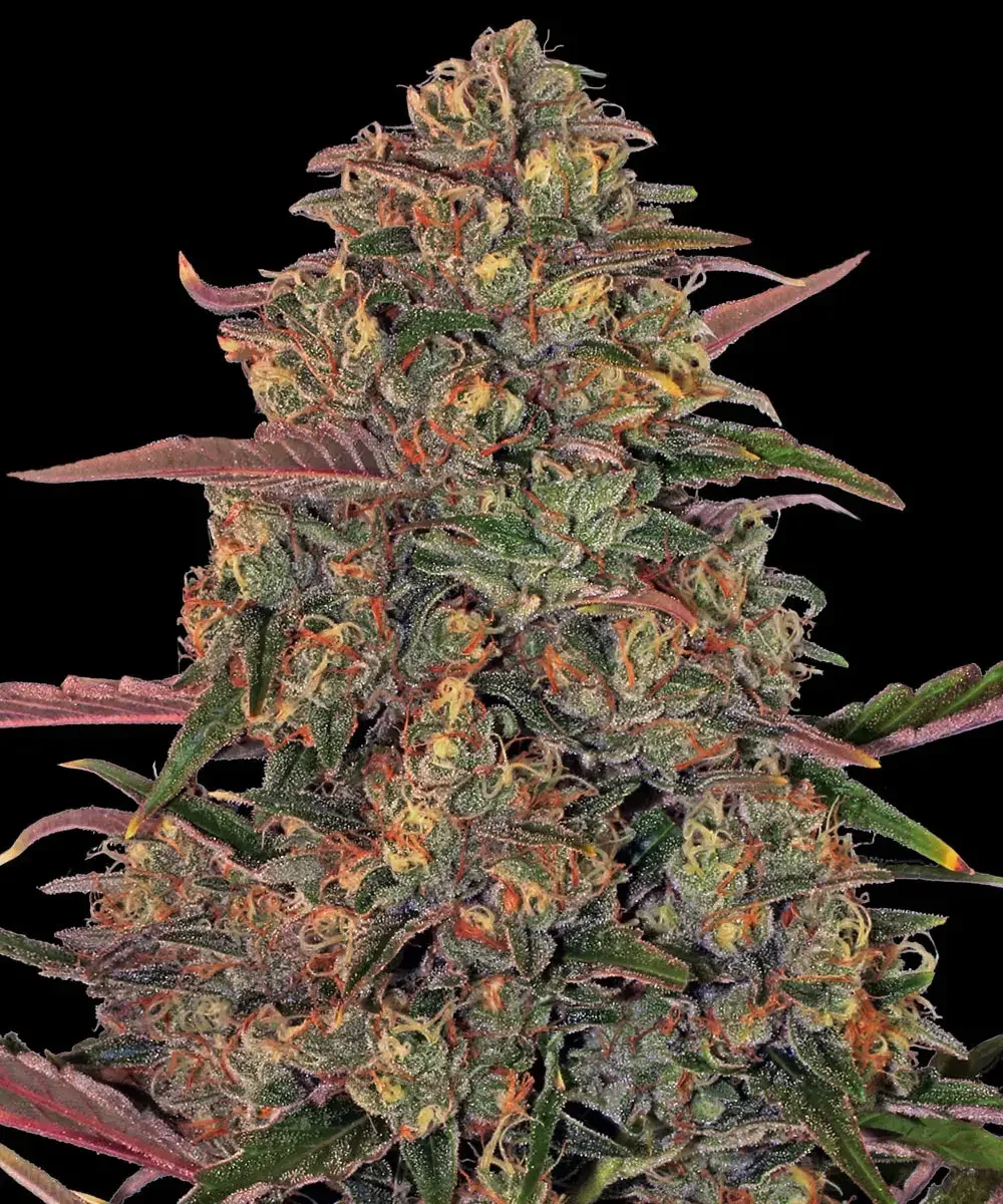 Pineapple Chunk (Barneys Farm) - 3 Pack