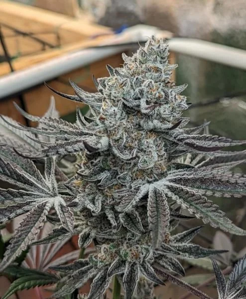 Cookies N Dop* (Str8Gas) - 5 Pack