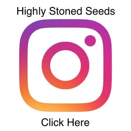 Highly stoned seeds instagram