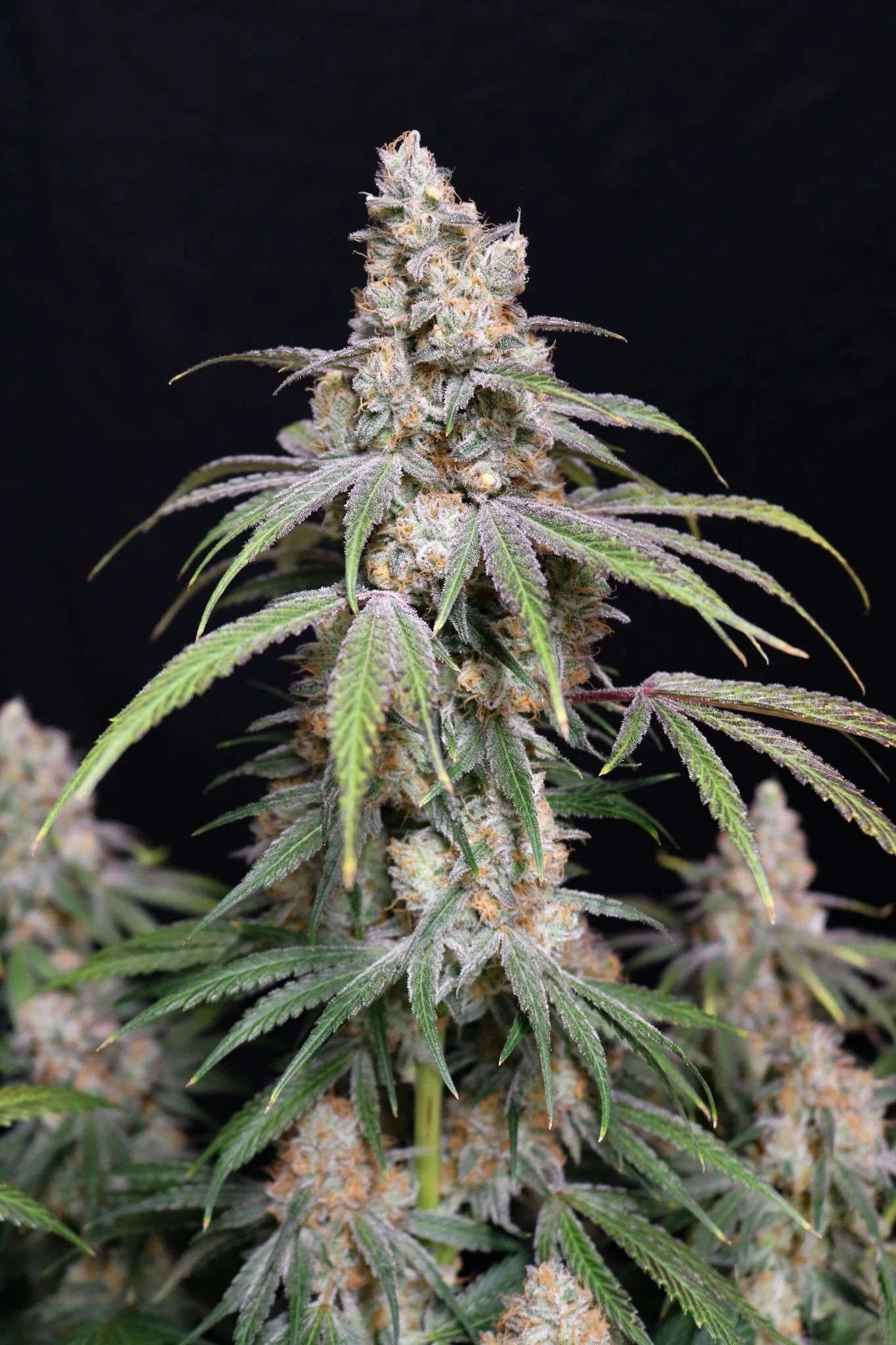 Funkberry Kush 2.0 (Lovin In Her Eyes) - 5 Pack