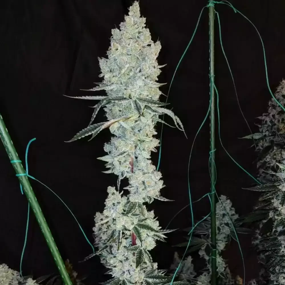 Lemon Cherry Pie R1 (Ethos) - 5 Pack