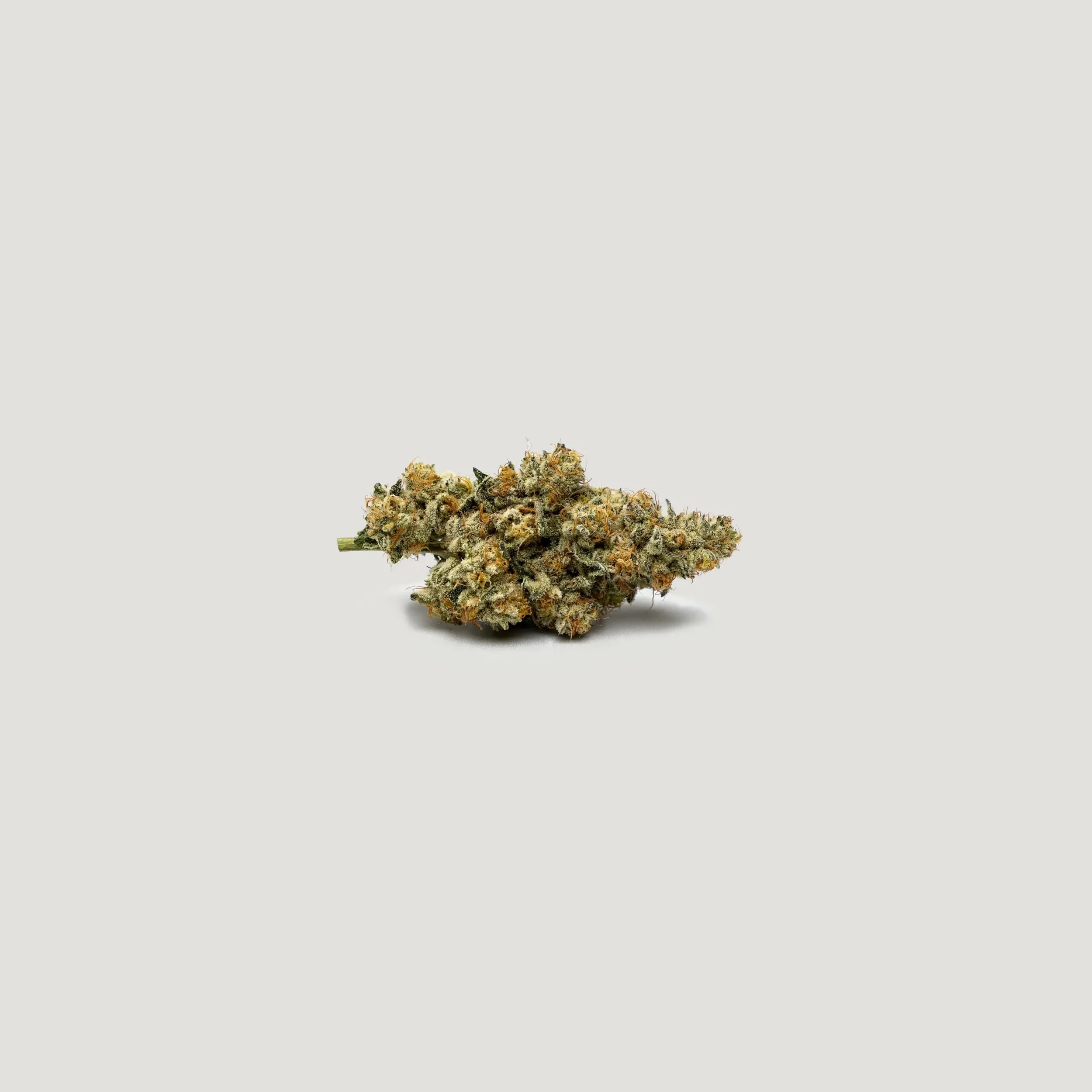 Betty Ford (Purple City) - 3 Pack
