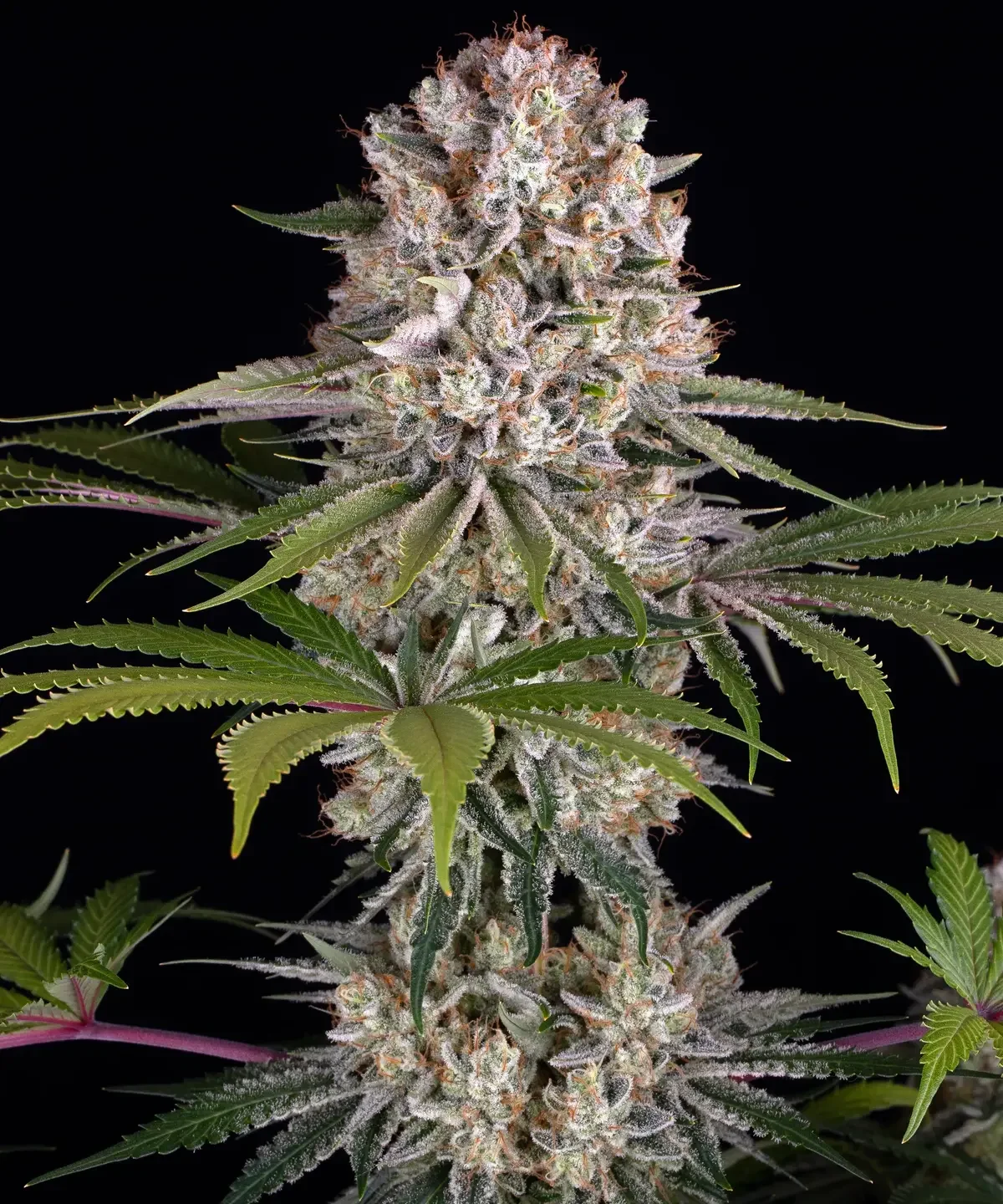 Amnesia Haze (Barneys Farm) - 3 Pack