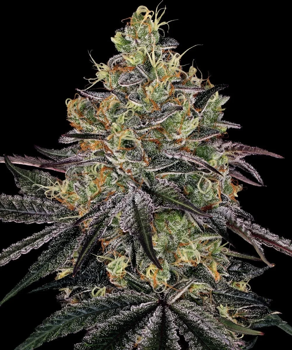 Watermelon Zkittles (Barneys Farm) - 3 Pack