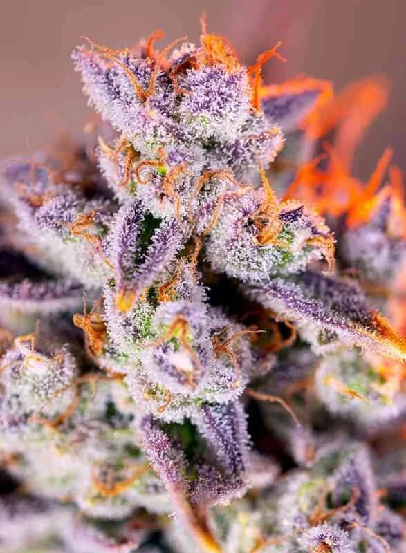 Tropicanna Poison XL Auto (Sweet) - 4 Pack