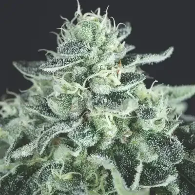 Gelato (Pyramid) - 3+1 Pack