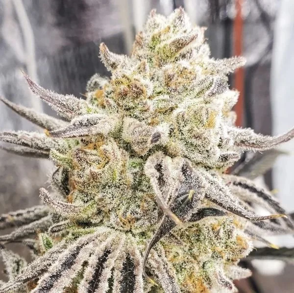 Trap House Cookies (Str8Gas) - 5 Pack