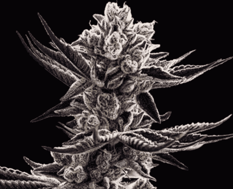 Platinum Kush Breath - 10 Pack