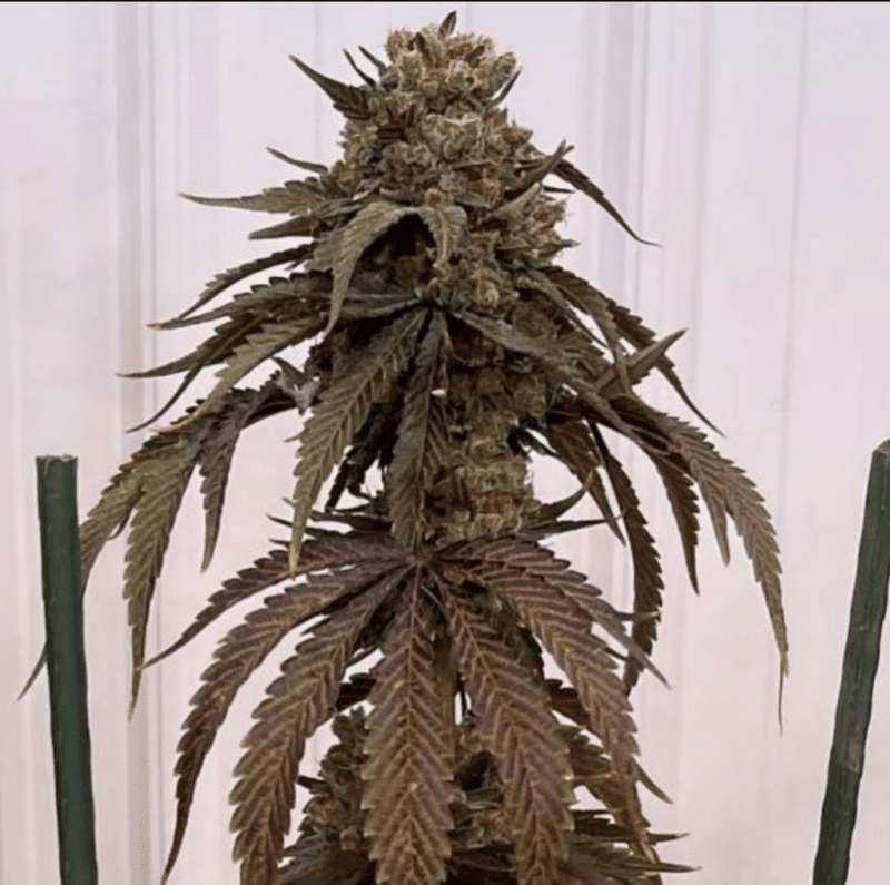 Papayafiya (Inhouse) - 5 Pack