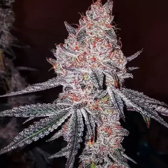 Strawberry Cookies OG R1 (Ethos) - 5 Pack