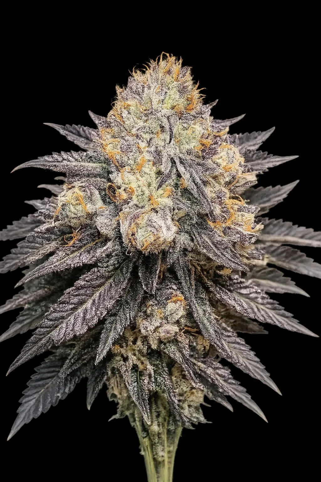 Purple Chem (Cali Connection) - 6 Pack