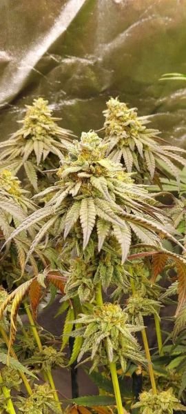 Black Cherry Stomper (SoFem) -5 Pack