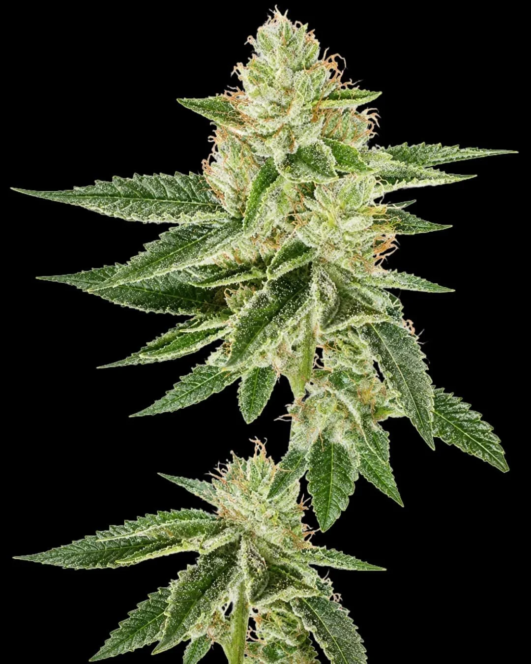 Louis XIII OG (Cali Connection) - 6 Pack