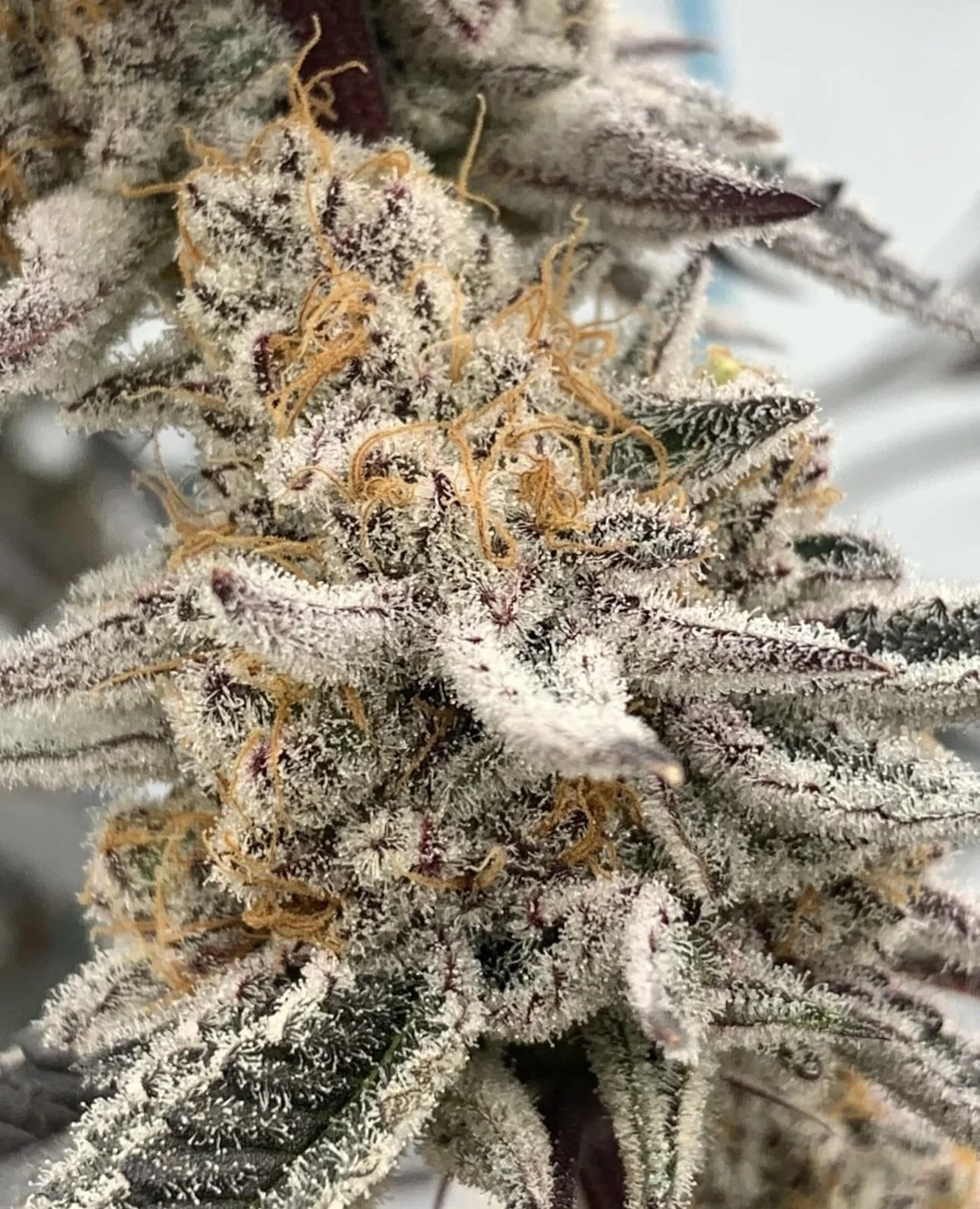 Mango Madness (Inhouse) - 6 Pack