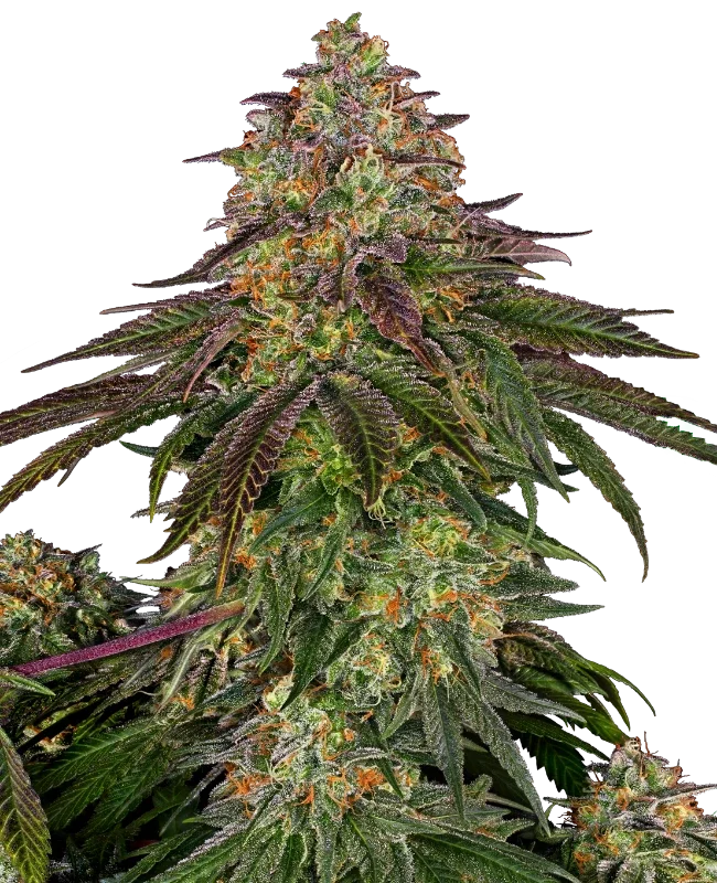 Sweet Cherry Kush (Sensei) - 7 Pack
