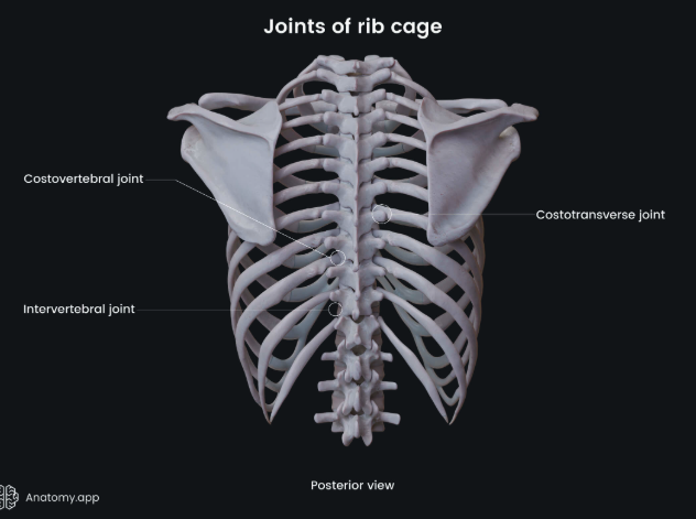 Why Your Ribs Keep "Going Out" — And What to Actually Do About It: Costovertebral and Costotransverse Joint Dysfunction in Hypermobility