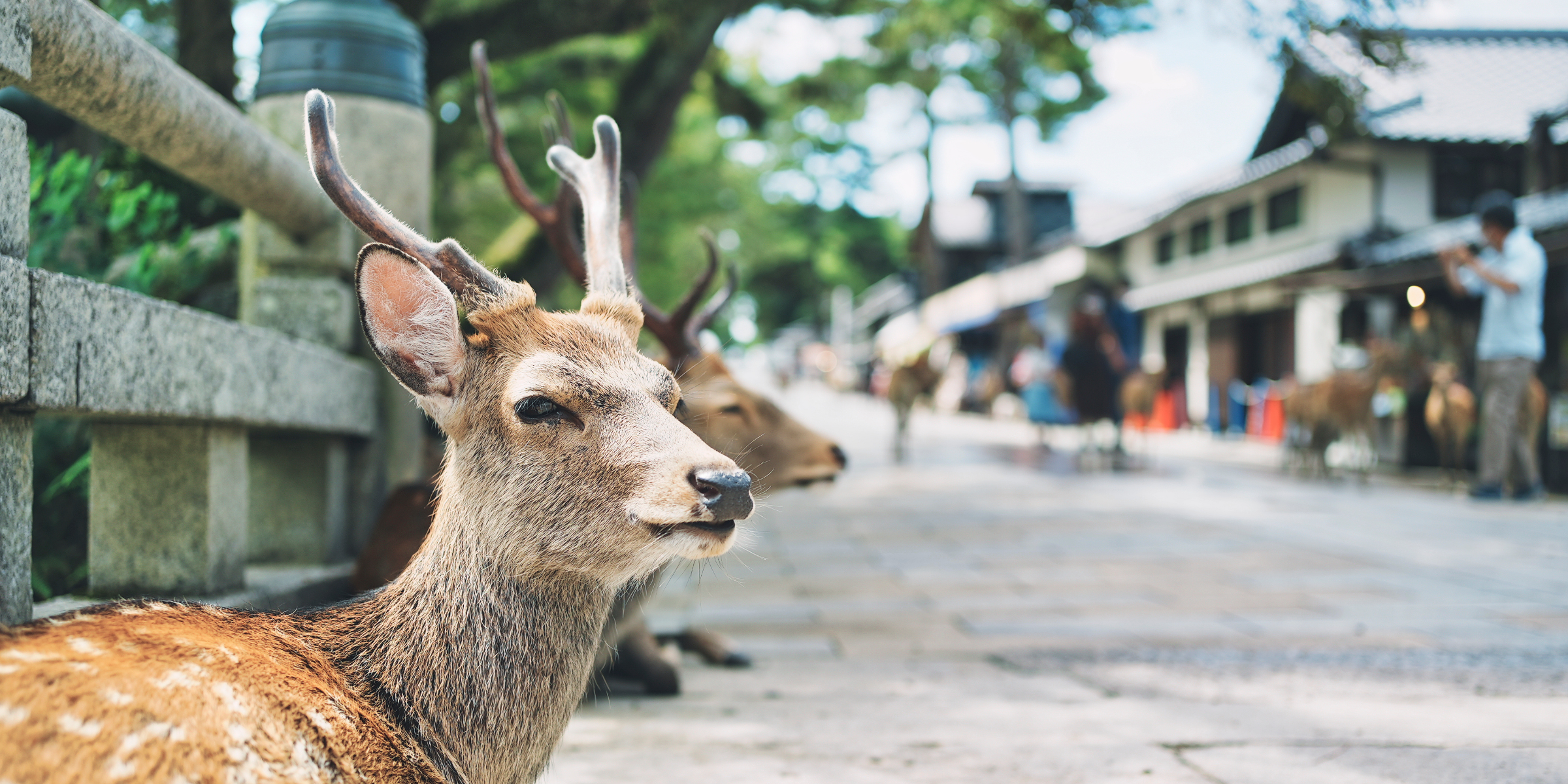 best Japan tours for first timers
