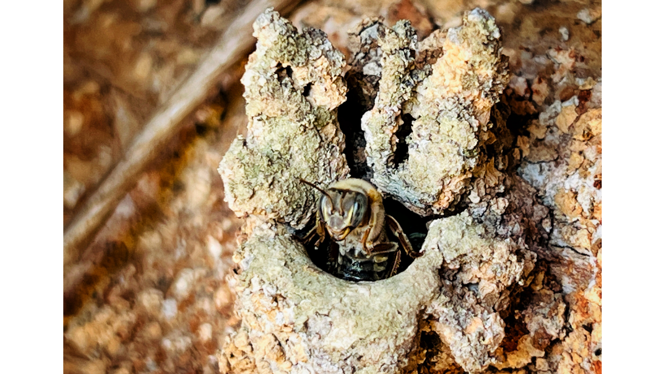 Encountering melipona bees offers insight into an ancient tradition. You’ll learn about their cultural significance within Maya communities, their role in natural medicine, and their connection to the conservation of the surrounding forest.