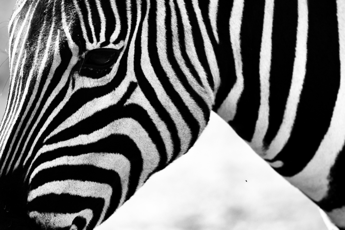 The G Travel is a boutique agency crafting Global, Genuine, Great Travel for adventurers all over the world. Safe travels in Mexico, gorilla safaris in Africa, Iceland, Japan and European Christmas markets.