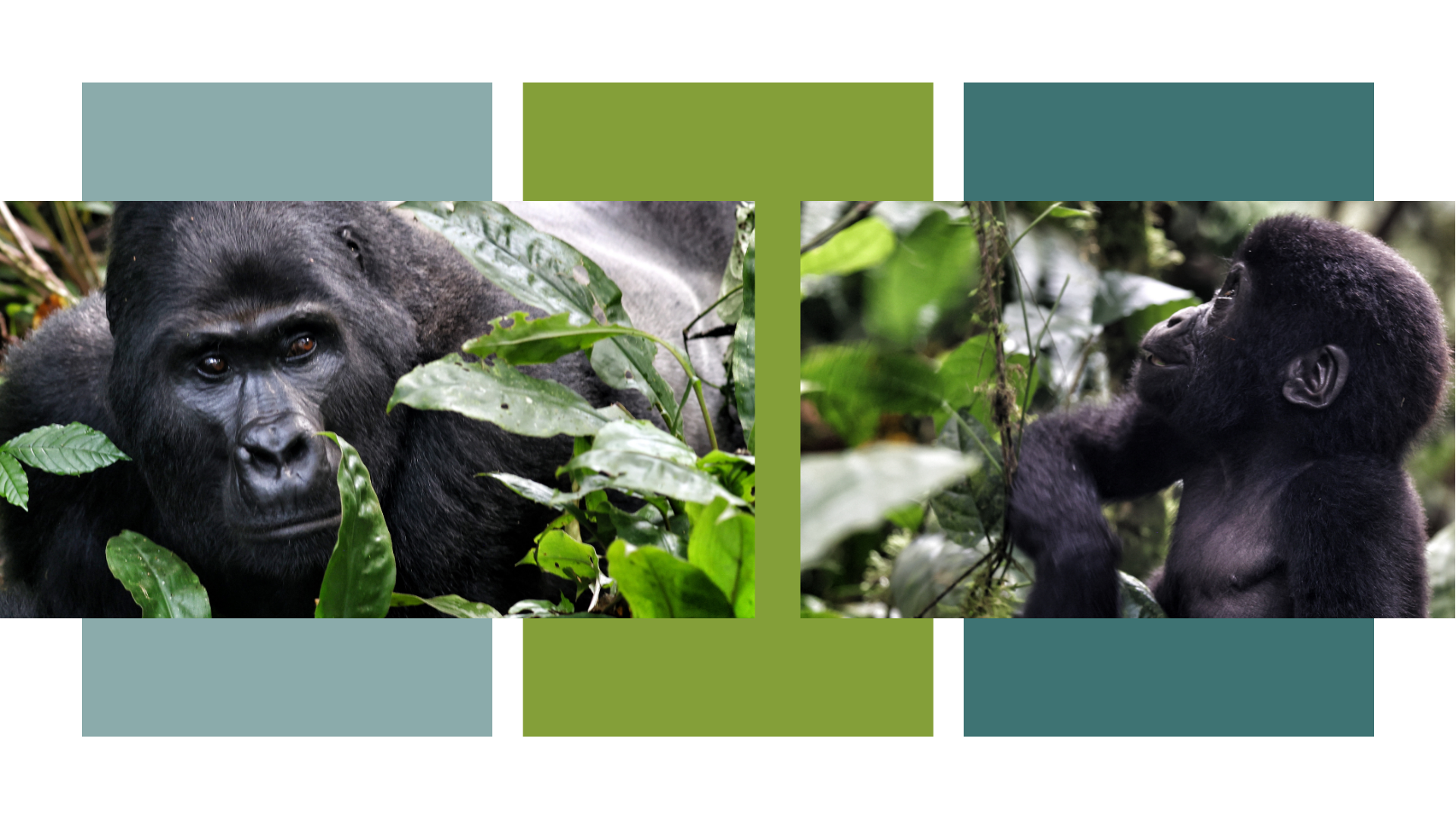 gorilla Trekking Safari: Africa's Most Genuine Wildlife Experience