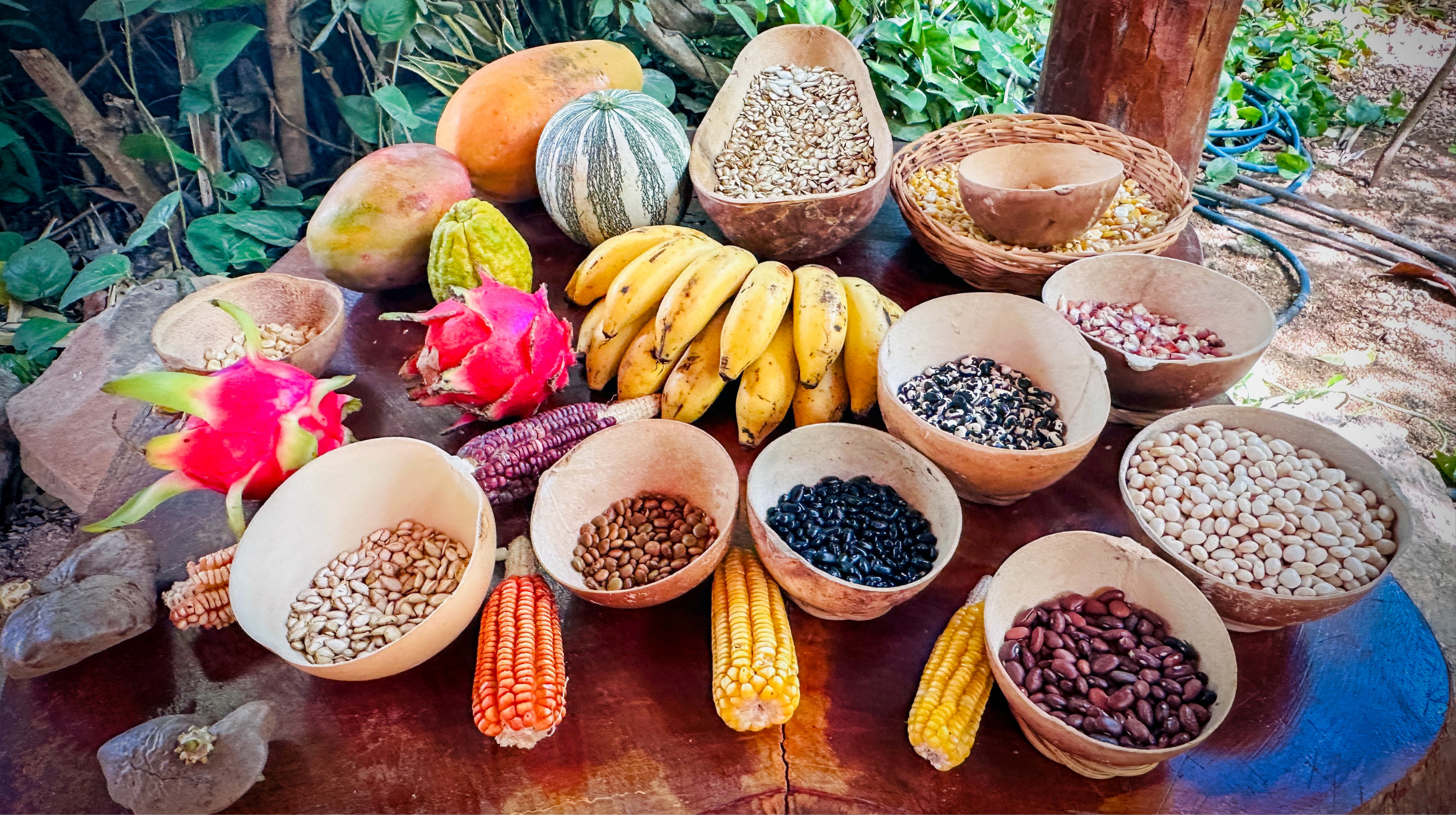 Assorted tropical fruits and seeds on a wooden table, including bananas, watermelons, dragon fruit, and various seeds in bowls, outdoors.
