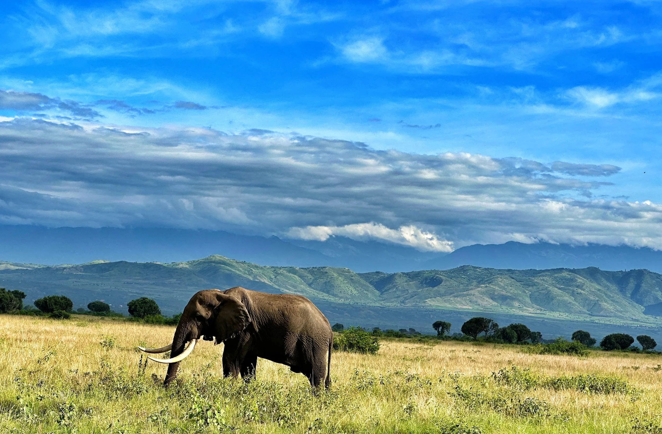 wildlife Trekking Safari: Africa's Most Genuine Wildlife Experience