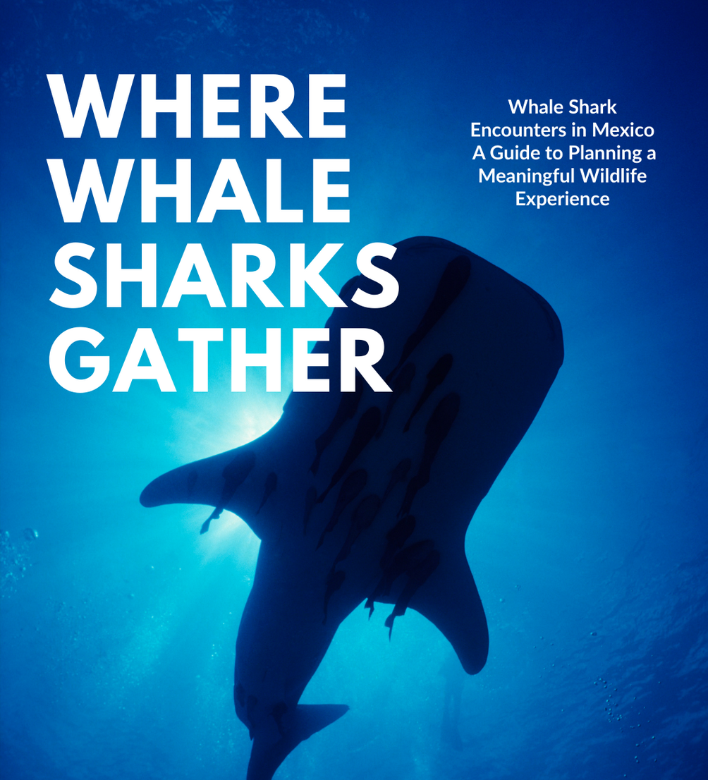 Travel Gguide "Where Whale Sharks Gather"