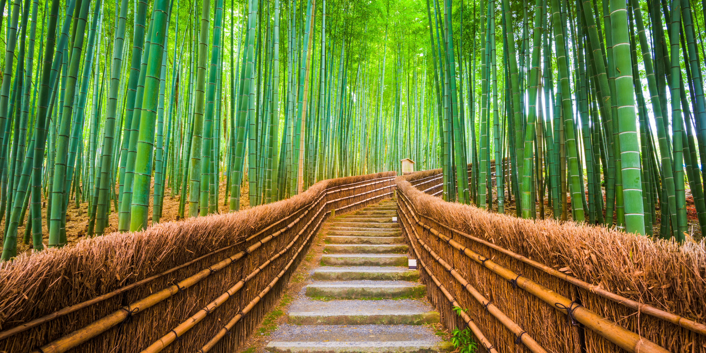 best Japan tours for first timers