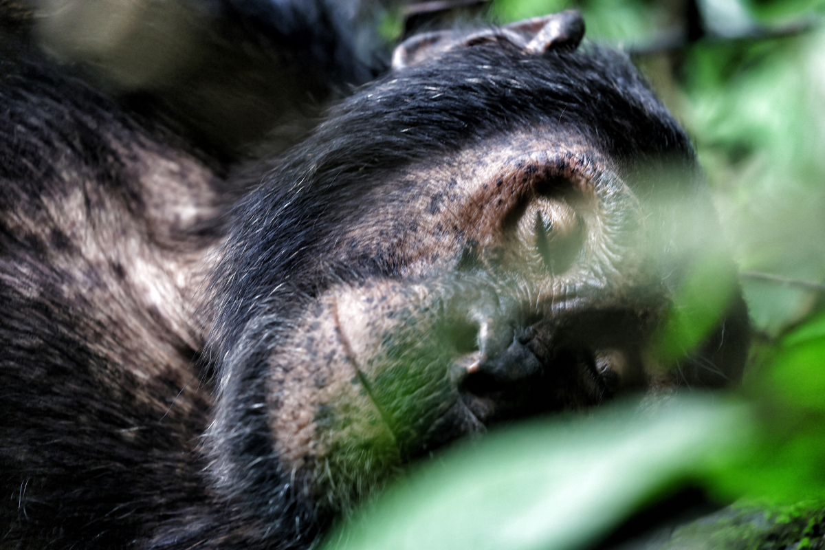 wildlife Trekking Safari: Africa's Most Genuine Wildlife Experience