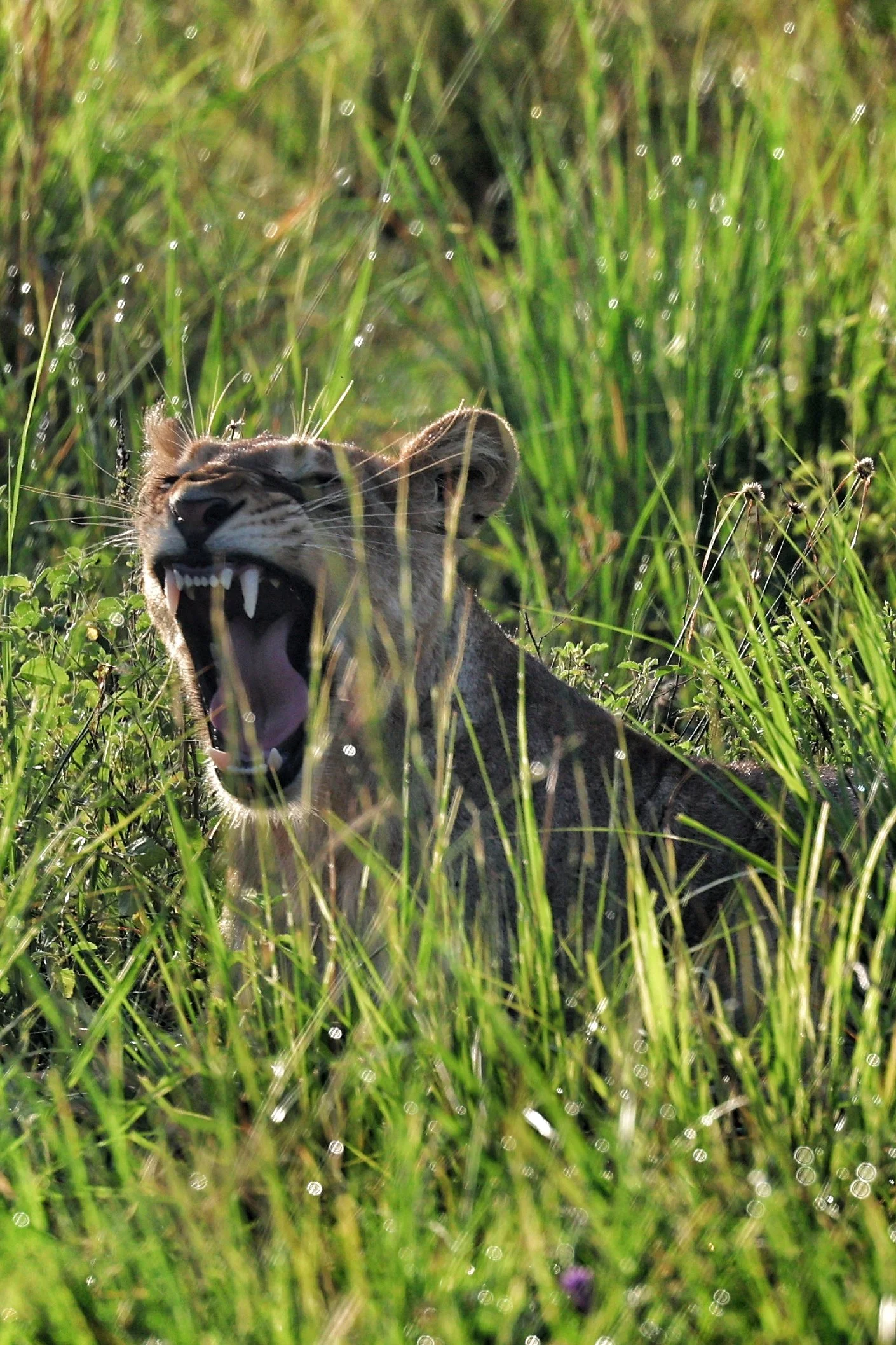 wildlife Trekking Safari: Africa's Most Genuine Wildlife Experience