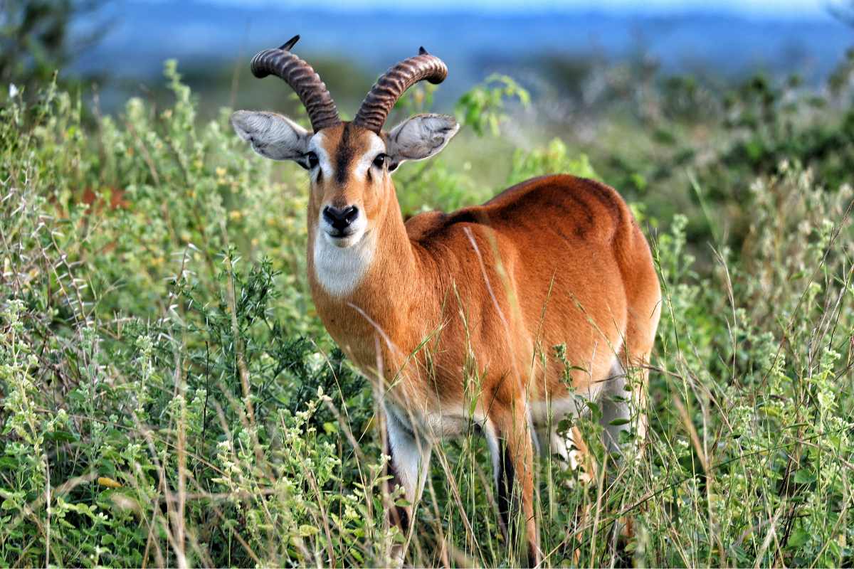 wildlife Trekking Safari: Africa's Most Genuine Wildlife Experience