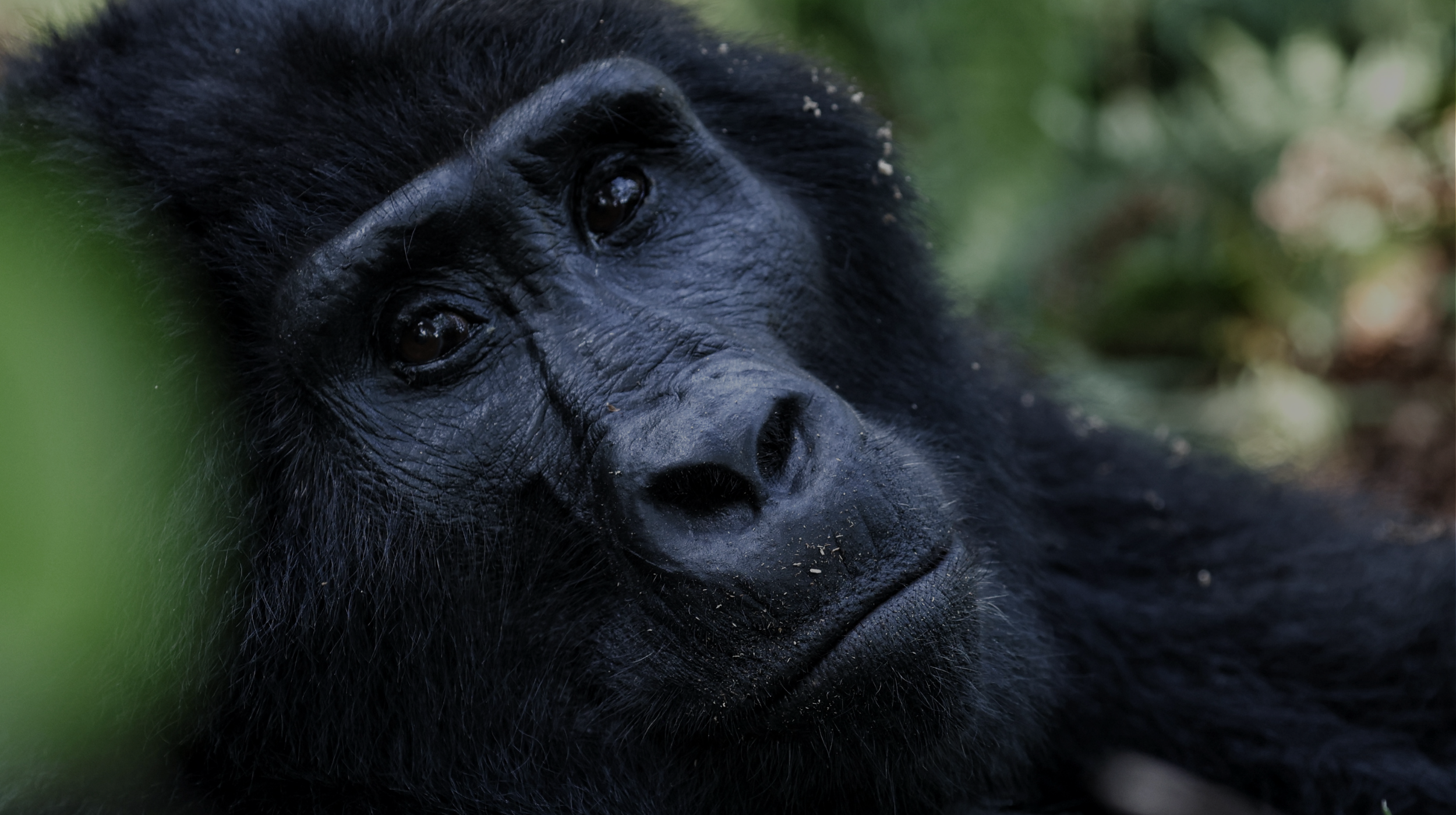 Join a curated gorilla trekking  and wildlife safari in Uganda with The G Travel. Small groups, expert local guides and genuine wildlife encounters.