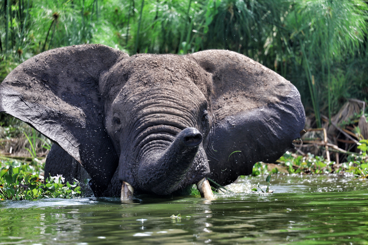 wildlife Trekking Safari: Africa's Most Genuine Wildlife Experience