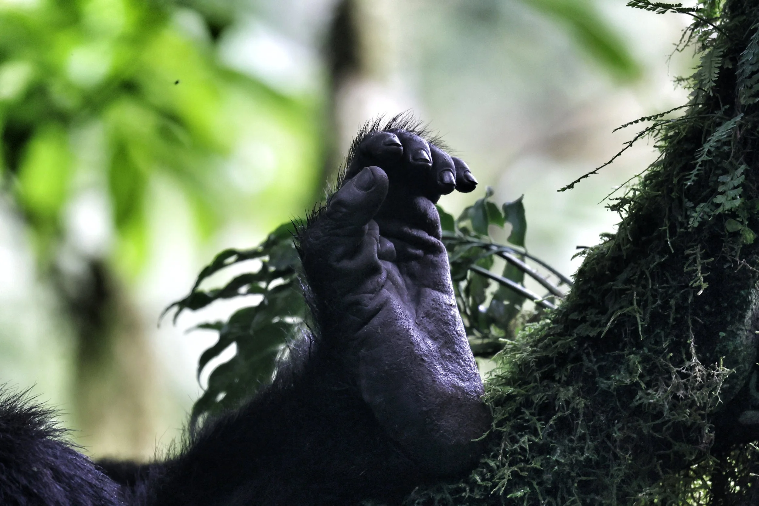 gorilla Trekking Safari: Africa's Most Genuine Wildlife Experience